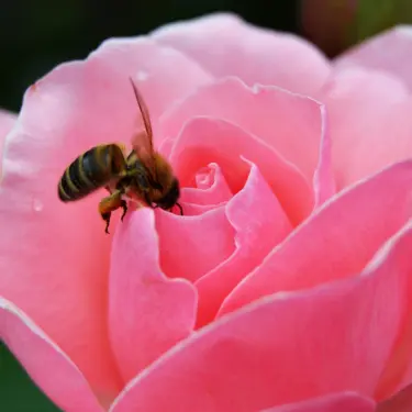 Rosenbed for biodiversiteten - er det muligt?